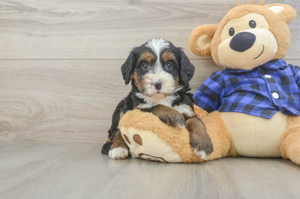 6 week old Mini Bernedoodle Puppy For Sale - Fairfield Furbabies