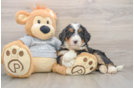 Hypoallergenic Mini Bernesepoo Poodle Mix Puppy