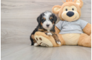 Best Mini Bernedoodle Baby