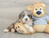 7 week old Mini Bernedoodle Puppy For Sale - Fairfield Furbabies