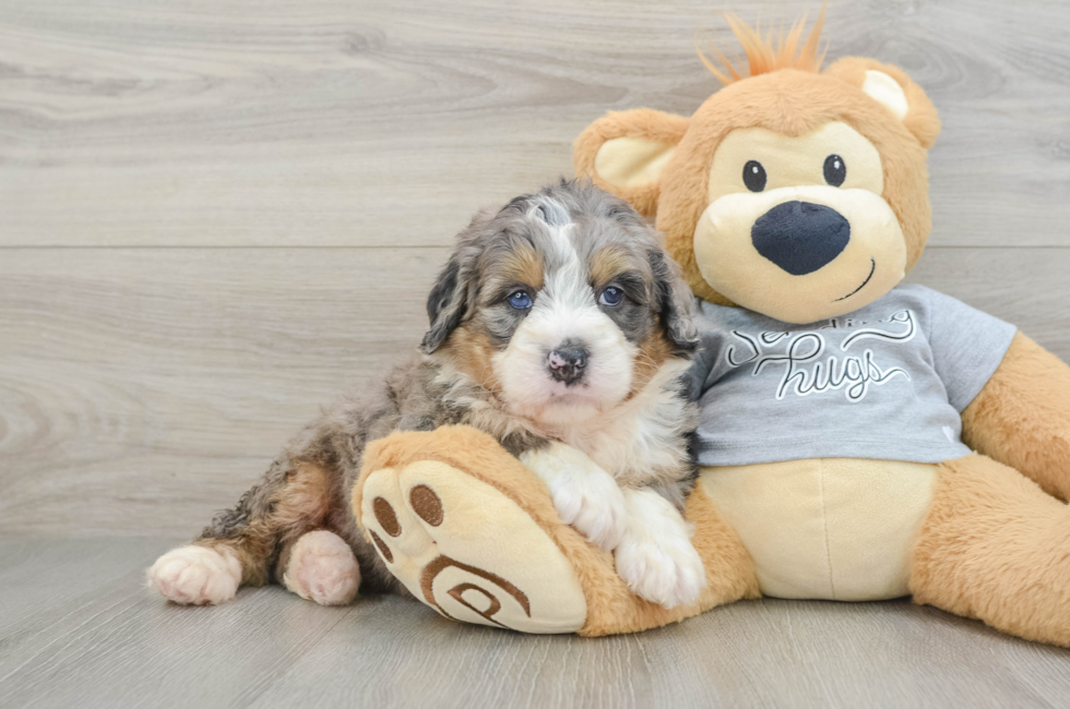 7 week old Mini Bernedoodle Puppy For Sale - Fairfield Furbabies