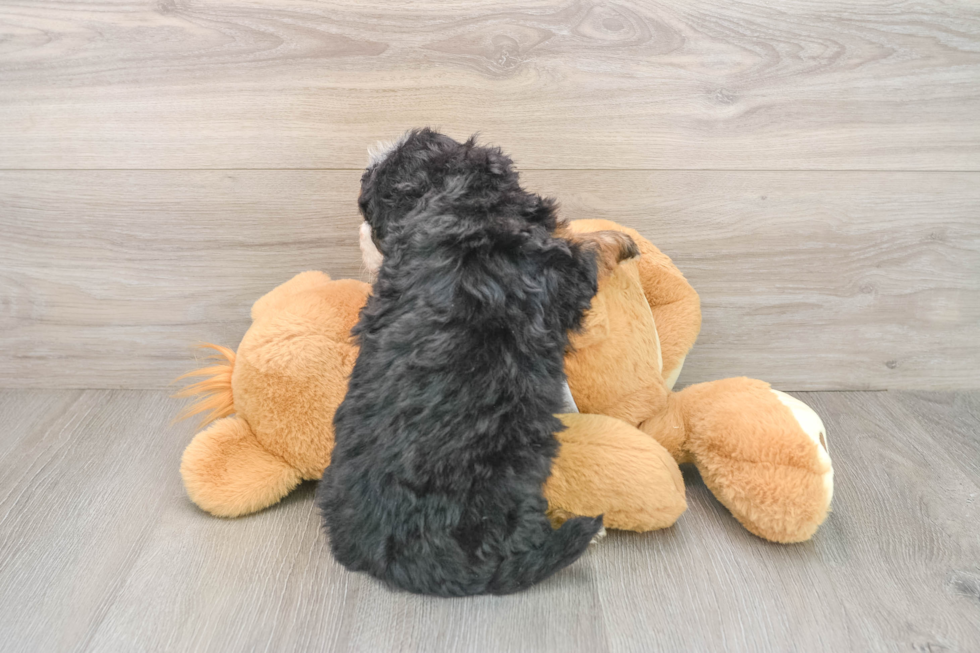 Adorable Mini Berniedoodle Poodle Mix Puppy