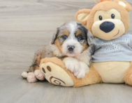 7 week old Mini Bernedoodle Puppy For Sale - Fairfield Furbabies