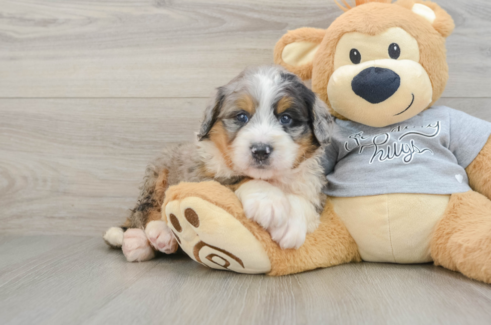 7 week old Mini Bernedoodle Puppy For Sale - Fairfield Furbabies