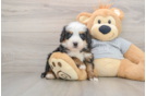 Fluffy Mini Bernedoodle Poodle Mix Pup