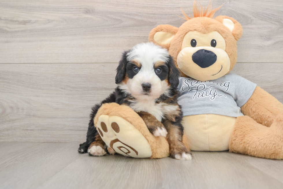Fluffy Mini Bernedoodle Poodle Mix Pup