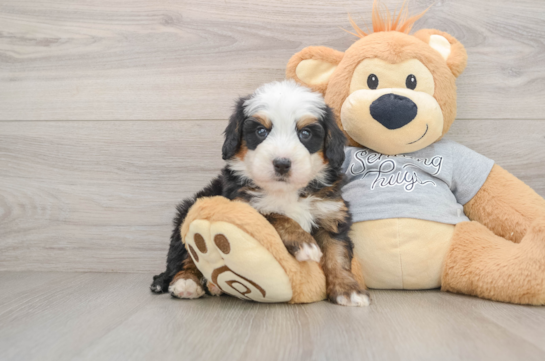 Fluffy Mini Bernedoodle Poodle Mix Pup