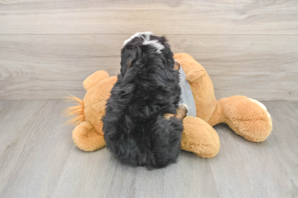 Energetic Mini Bernadoodle Poodle Mix Puppy