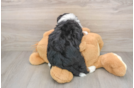 Best Mini Bernedoodle Baby