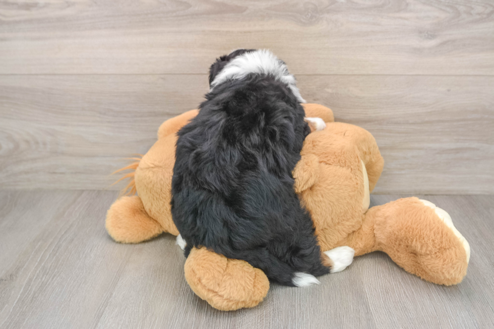 Best Mini Bernedoodle Baby
