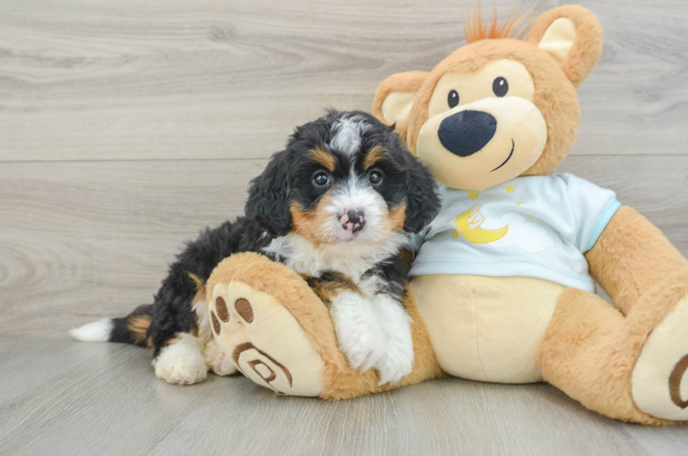 7 week old Mini Bernedoodle Puppy For Sale - Fairfield Furbabies