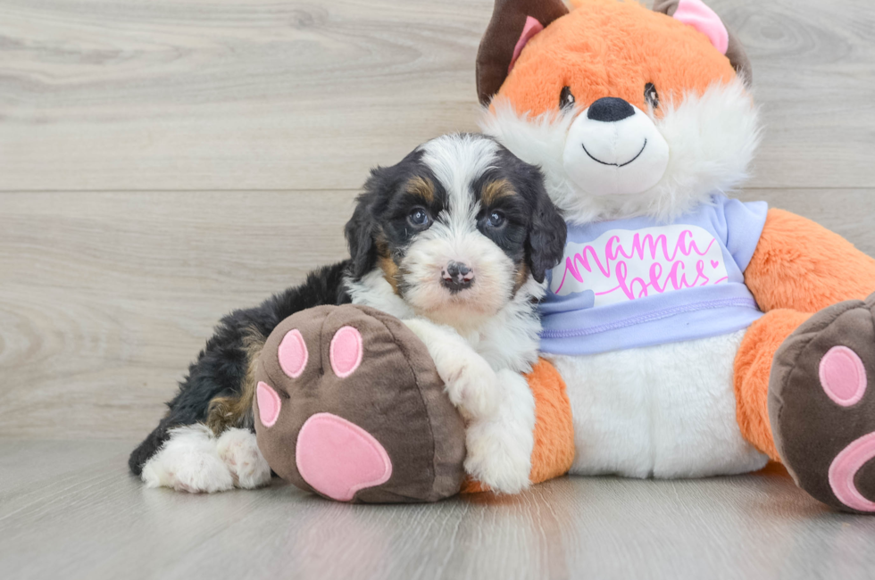 6 week old Mini Bernedoodle Puppy For Sale - Fairfield Furbabies