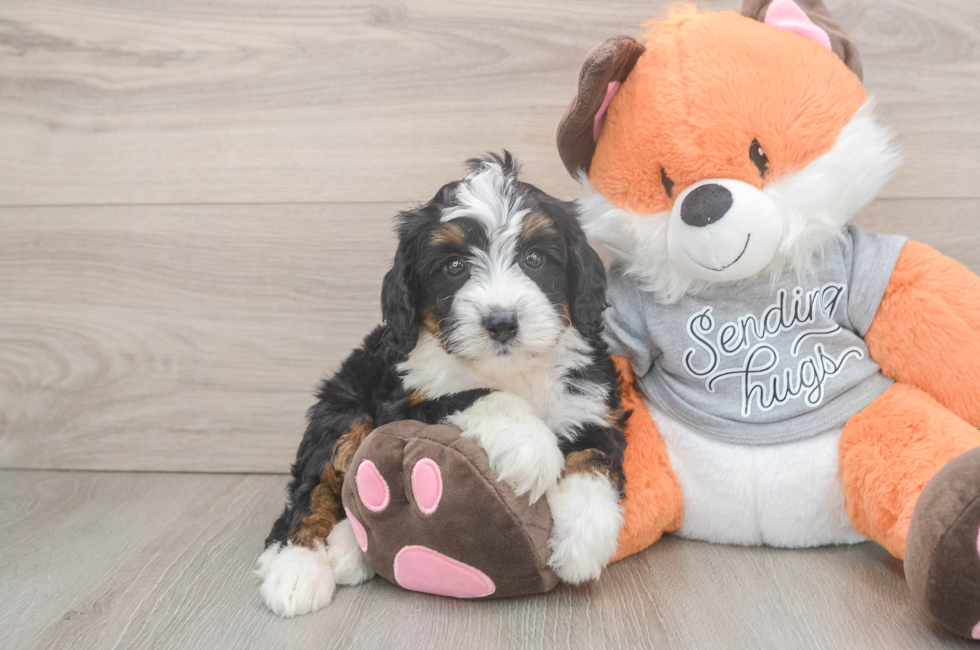 6 week old Mini Bernedoodle Puppy For Sale - Fairfield Furbabies
