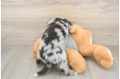 Best Mini Bernedoodle Baby