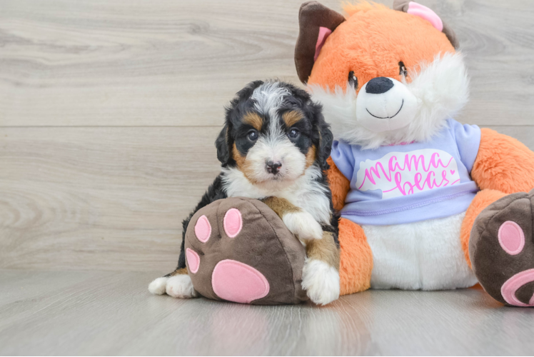 Best Mini Bernedoodle Baby