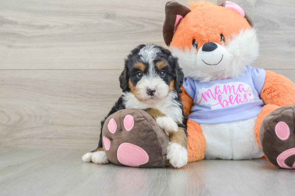 Best Mini Bernedoodle Baby
