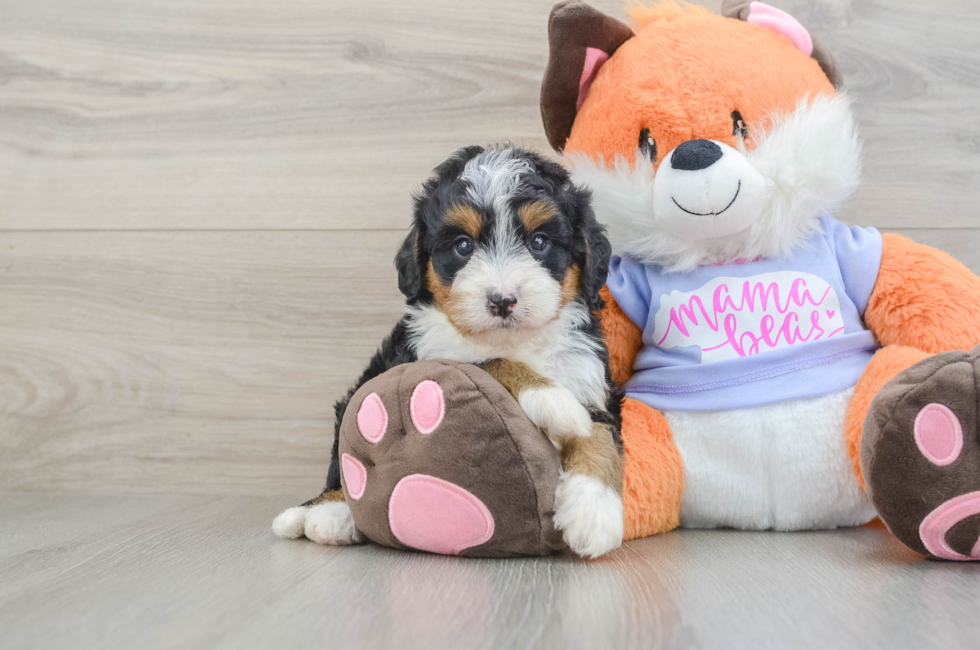 6 week old Mini Bernedoodle Puppy For Sale - Fairfield Furbabies