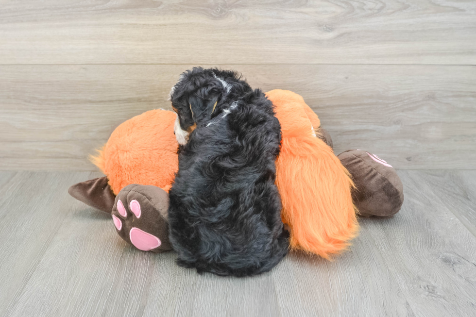 Best Mini Bernedoodle Baby