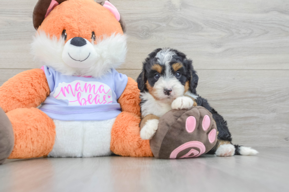 Cute Mini Bernedoodle Baby