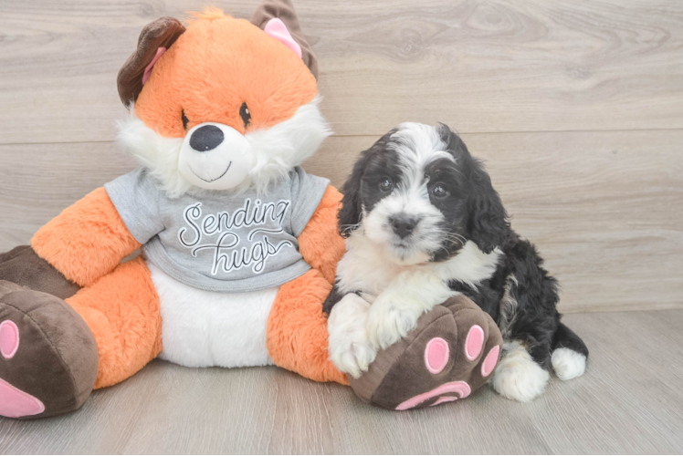 Mini Bernedoodle Puppy for Adoption