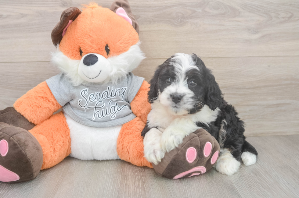 6 week old Mini Bernedoodle Puppy For Sale - Fairfield Furbabies