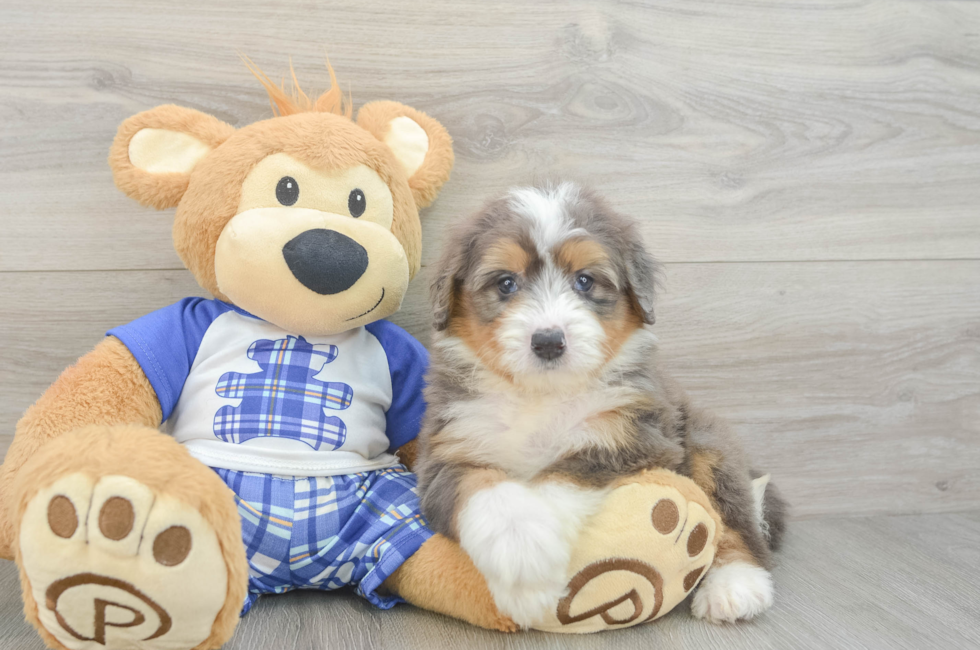 7 week old Mini Bernedoodle Puppy For Sale - Fairfield Furbabies
