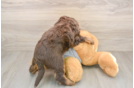 Smart Mini Bernedoodle Poodle Mix Pup