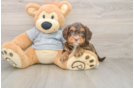 Mini Bernedoodle Puppy for Adoption