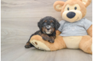 Funny Mini Bernedoodle Poodle Mix Pup