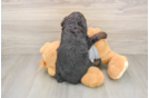 Cute Mini Bernedoodle Baby