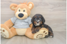 Best Mini Bernedoodle Baby