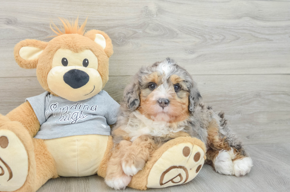 6 week old Mini Bernedoodle Puppy For Sale - Fairfield Furbabies