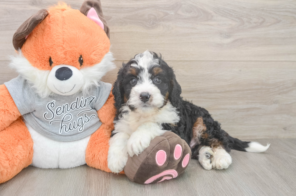 6 week old Mini Bernedoodle Puppy For Sale - Fairfield Furbabies