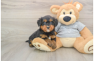 Best Mini Bernedoodle Baby