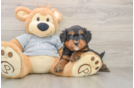 Mini Bernedoodle Pup Being Cute