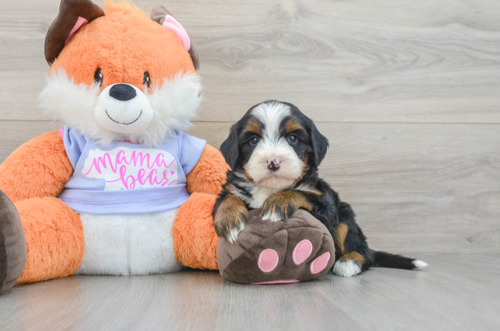 6 week old Mini Bernedoodle Puppy For Sale - Fairfield Furbabies