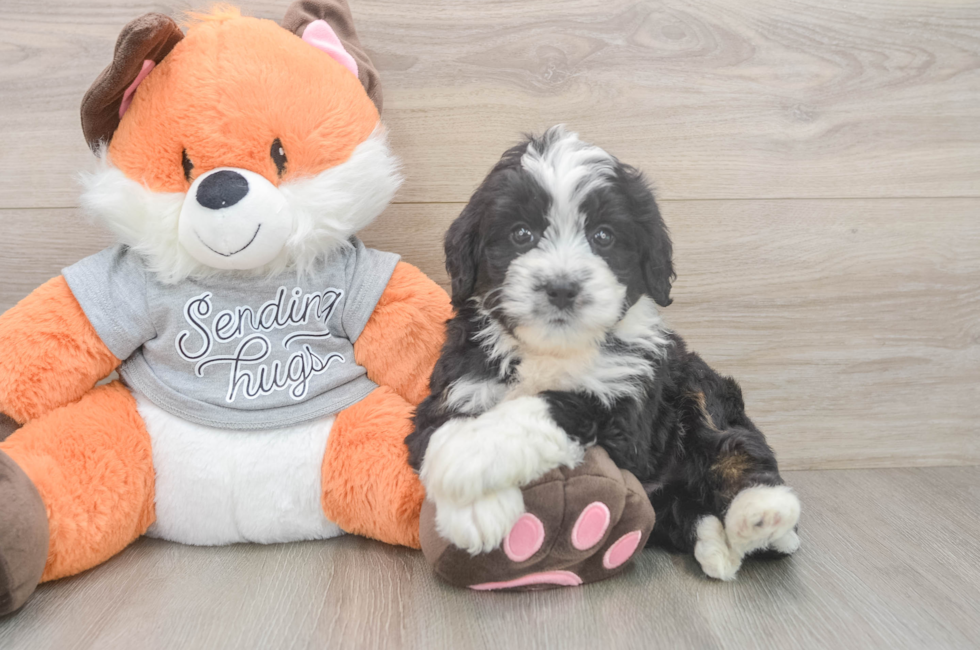 6 week old Mini Bernedoodle Puppy For Sale - Fairfield Furbabies