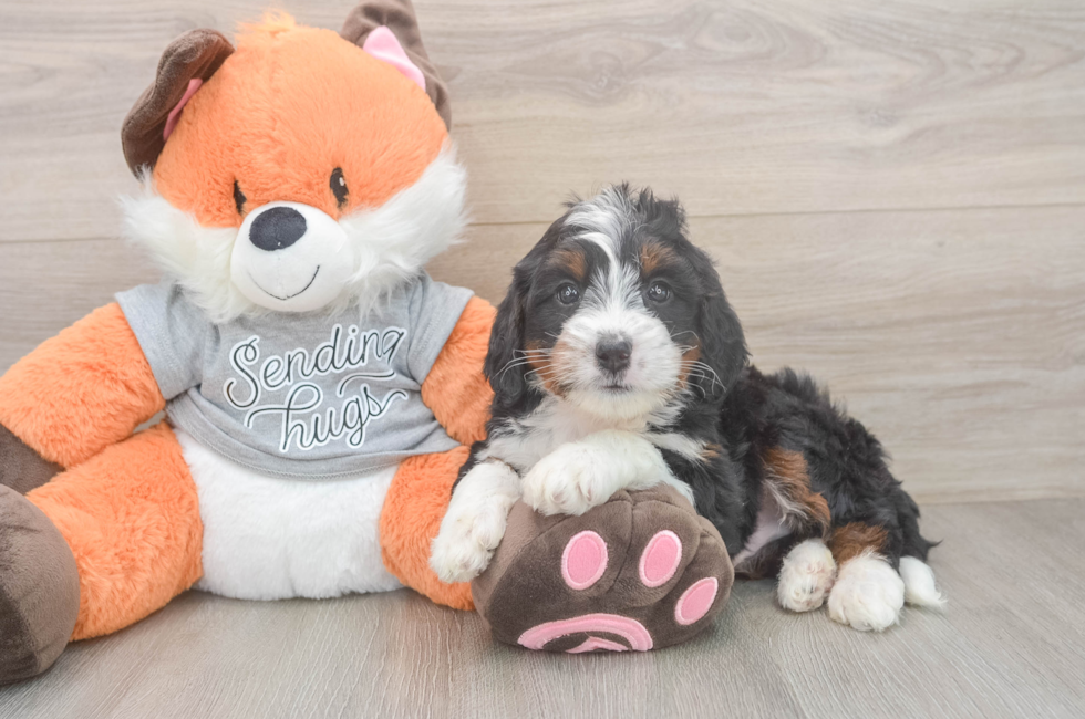 6 week old Mini Bernedoodle Puppy For Sale - Fairfield Furbabies