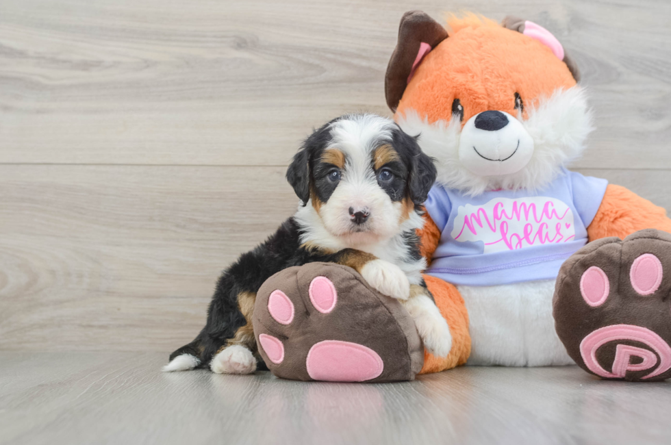 6 week old Mini Bernedoodle Puppy For Sale - Fairfield Furbabies
