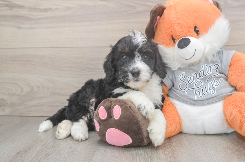 6 week old Mini Bernedoodle Puppy For Sale - Fairfield Furbabies