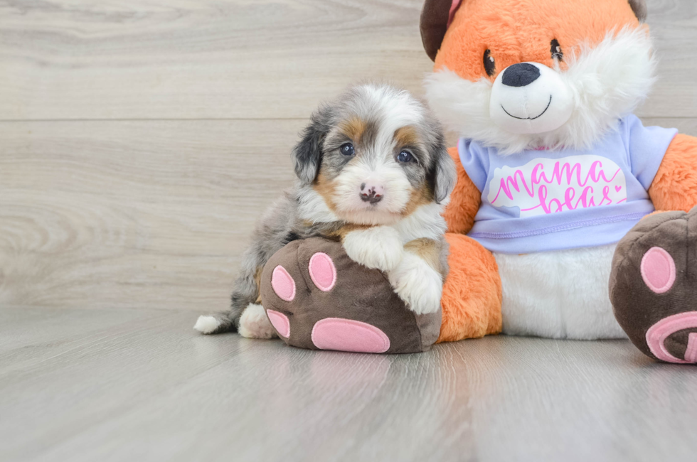 6 week old Mini Bernedoodle Puppy For Sale - Fairfield Furbabies