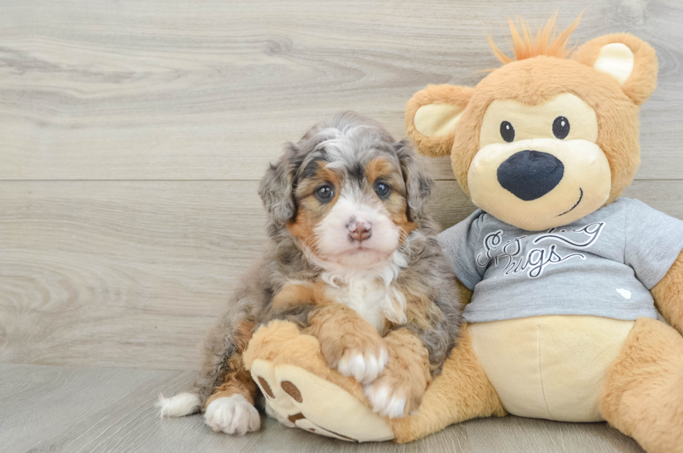 6 week old Mini Bernedoodle Puppy For Sale - Fairfield Furbabies