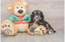 Best Mini Bernedoodle Baby