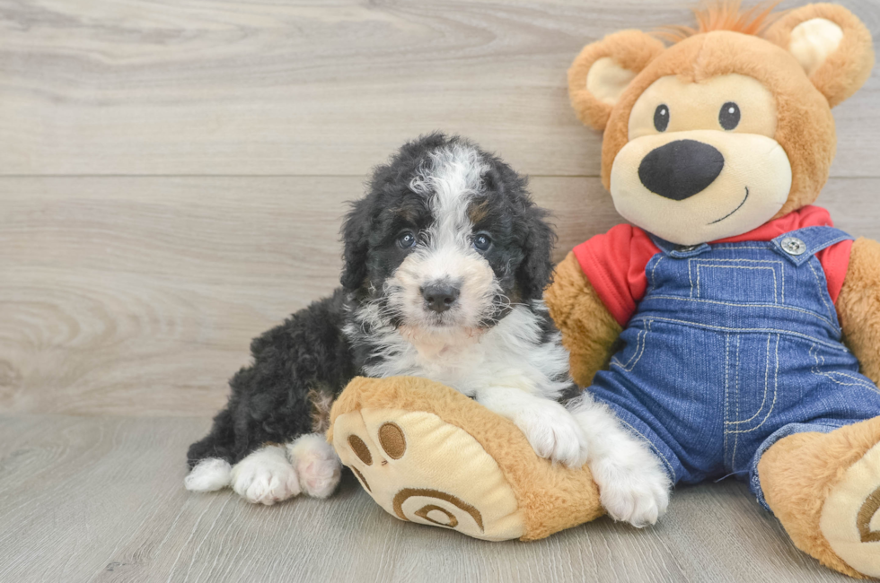 7 week old Mini Bernedoodle Puppy For Sale - Fairfield Furbabies