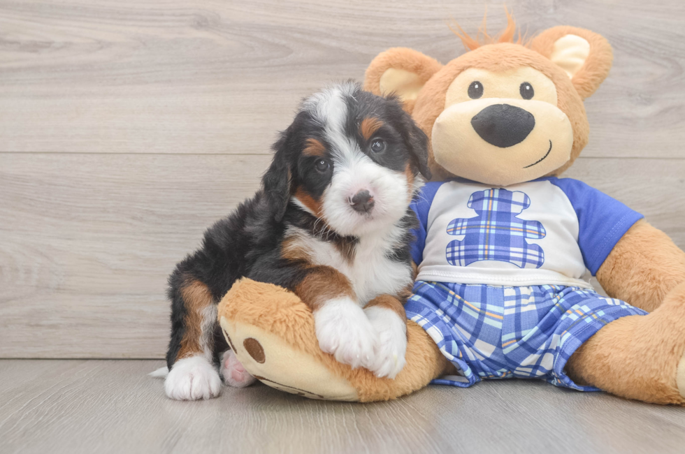 5 week old Mini Bernedoodle Puppy For Sale - Fairfield Furbabies