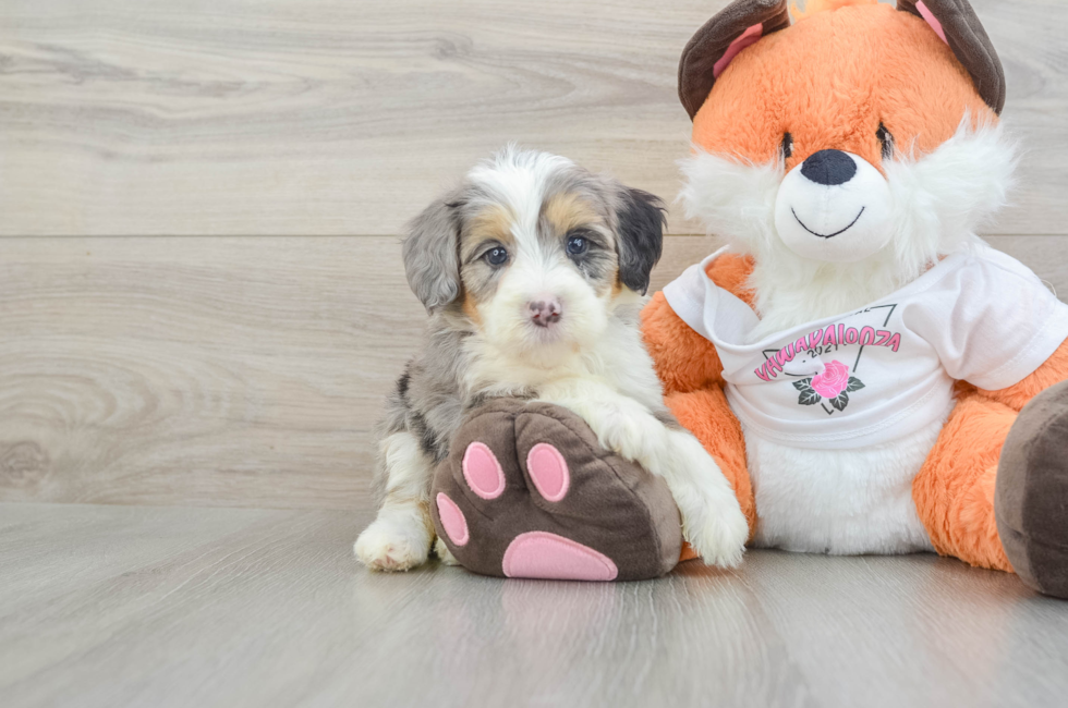 6 week old Mini Bernedoodle Puppy For Sale - Fairfield Furbabies