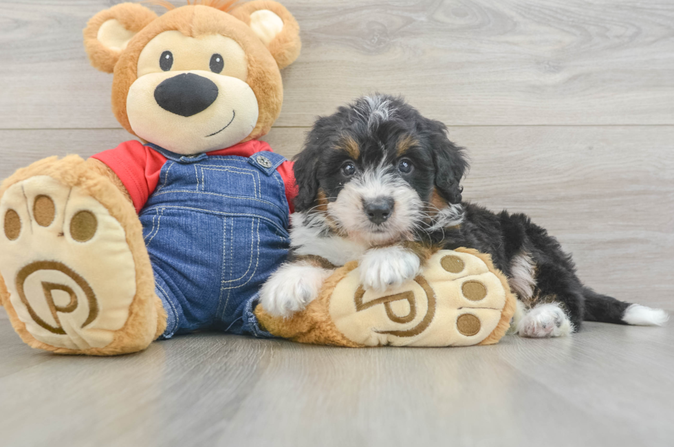 7 week old Mini Bernedoodle Puppy For Sale - Fairfield Furbabies
