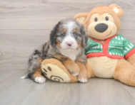 6 week old Mini Bernedoodle Puppy For Sale - Fairfield Furbabies