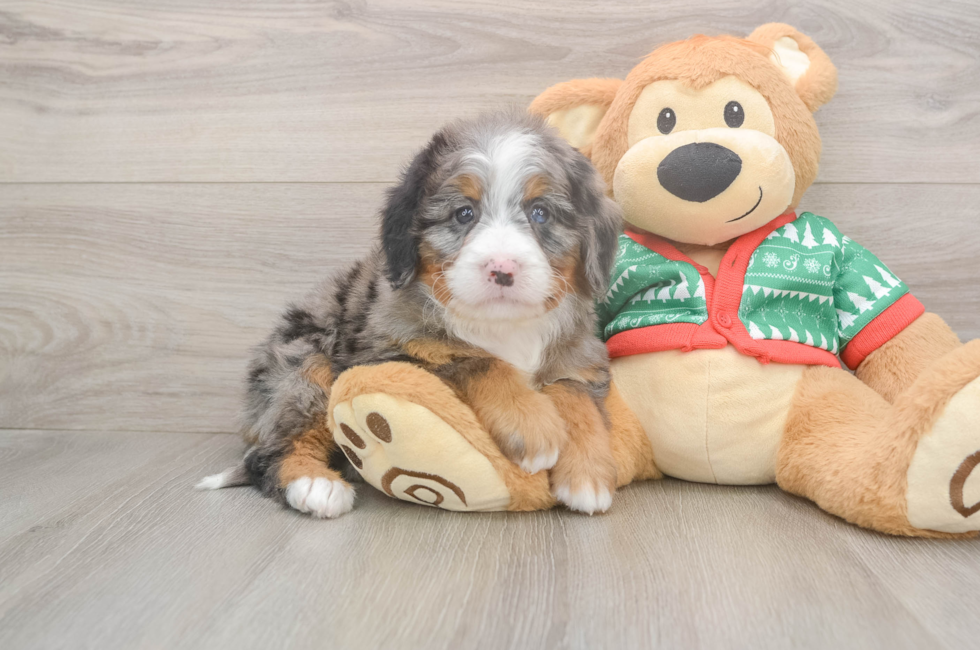 6 week old Mini Bernedoodle Puppy For Sale - Fairfield Furbabies
