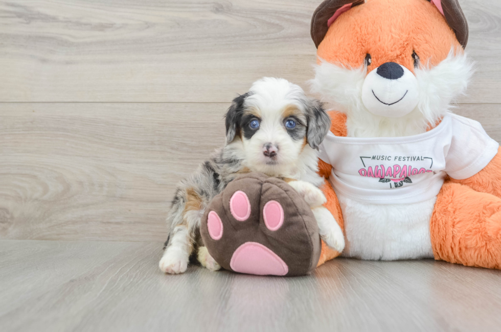 6 week old Mini Bernedoodle Puppy For Sale - Fairfield Furbabies